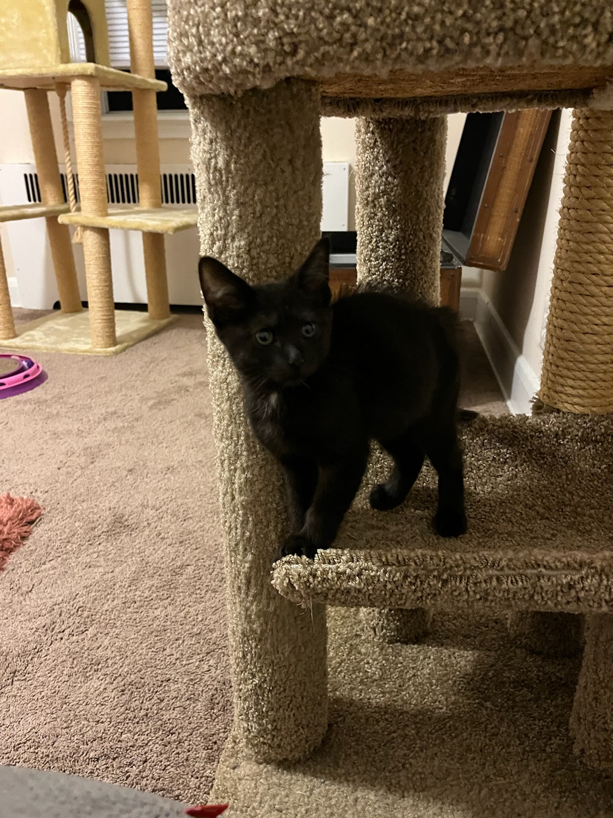 Slinky on cat tree